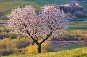 a-tree-5255288_1280