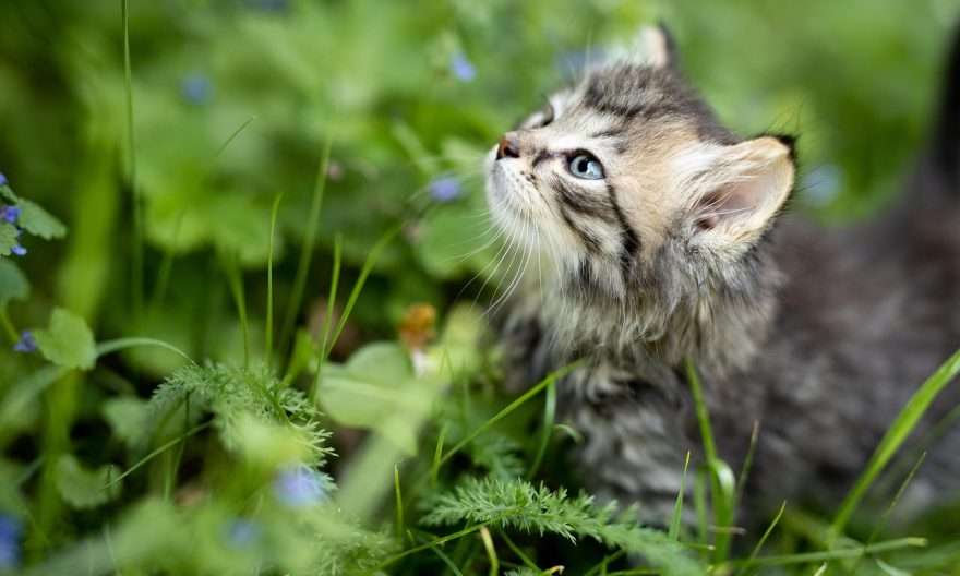 коте