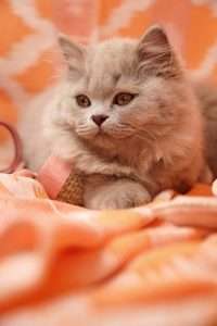 котка
