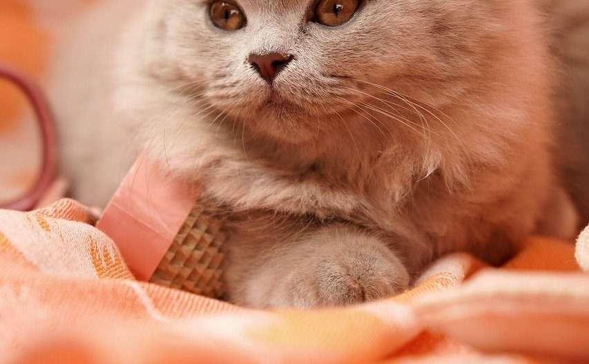 котка