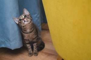 котка
