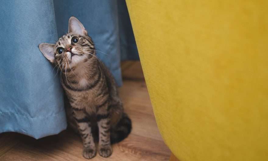 котка