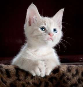 котка