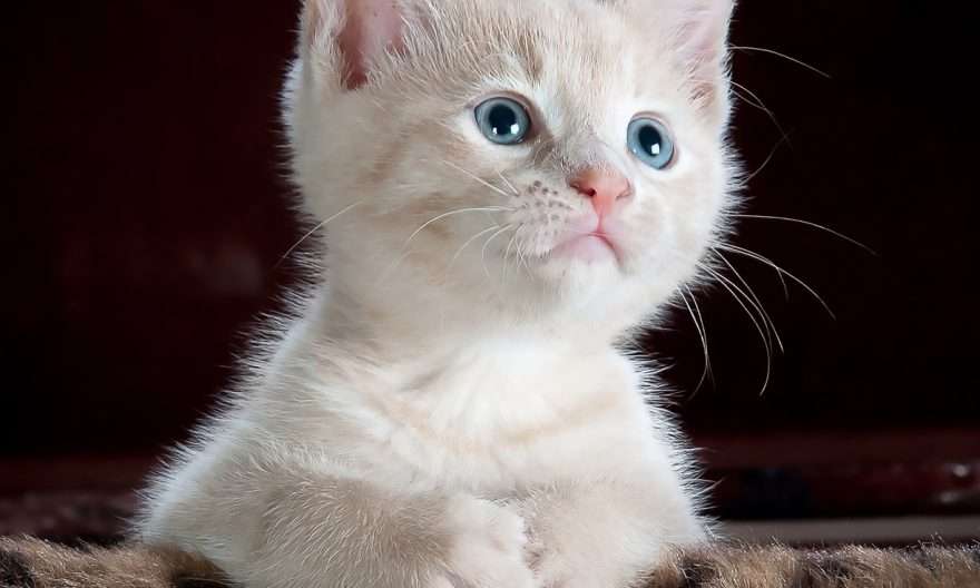 котка