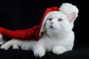 котка