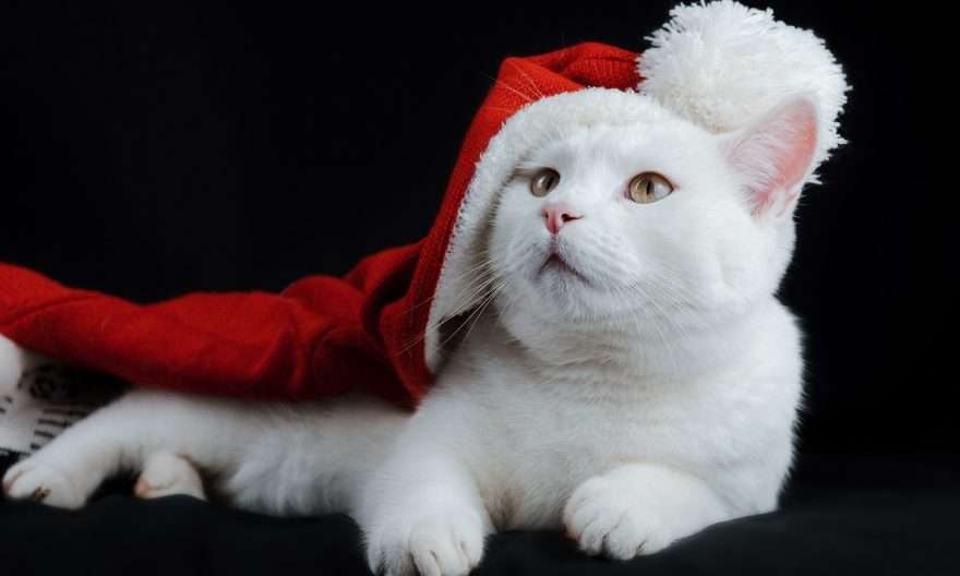 котка