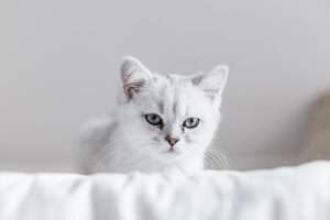 котка