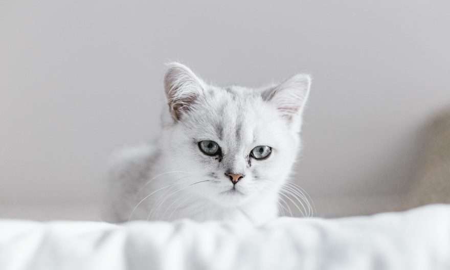котка
