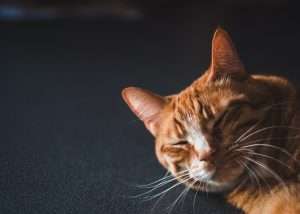 котка