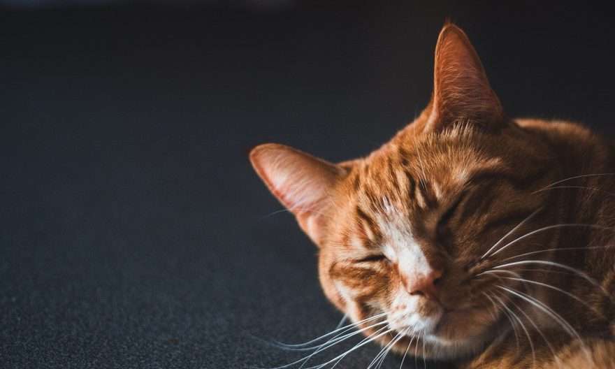 котка