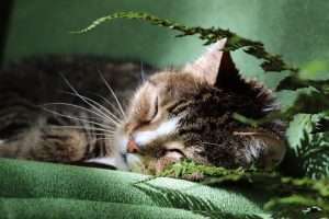 cat-8769861_1280