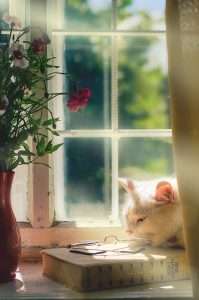 котка