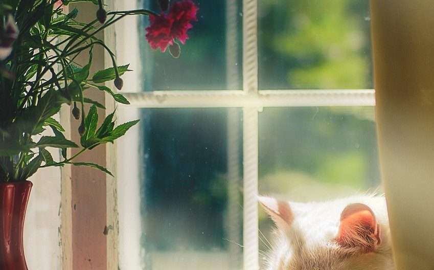 котка