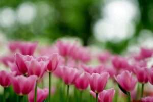flowers-6967755_1280