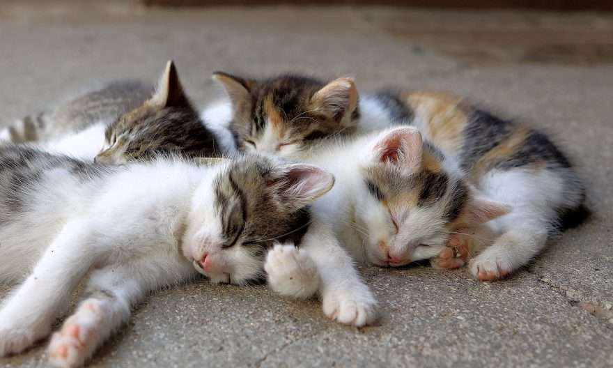 коте