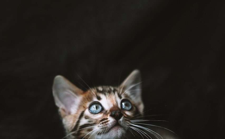 коте