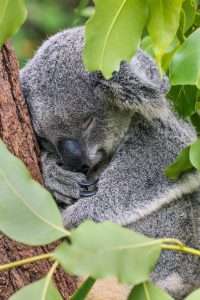коала