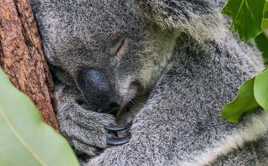 коала